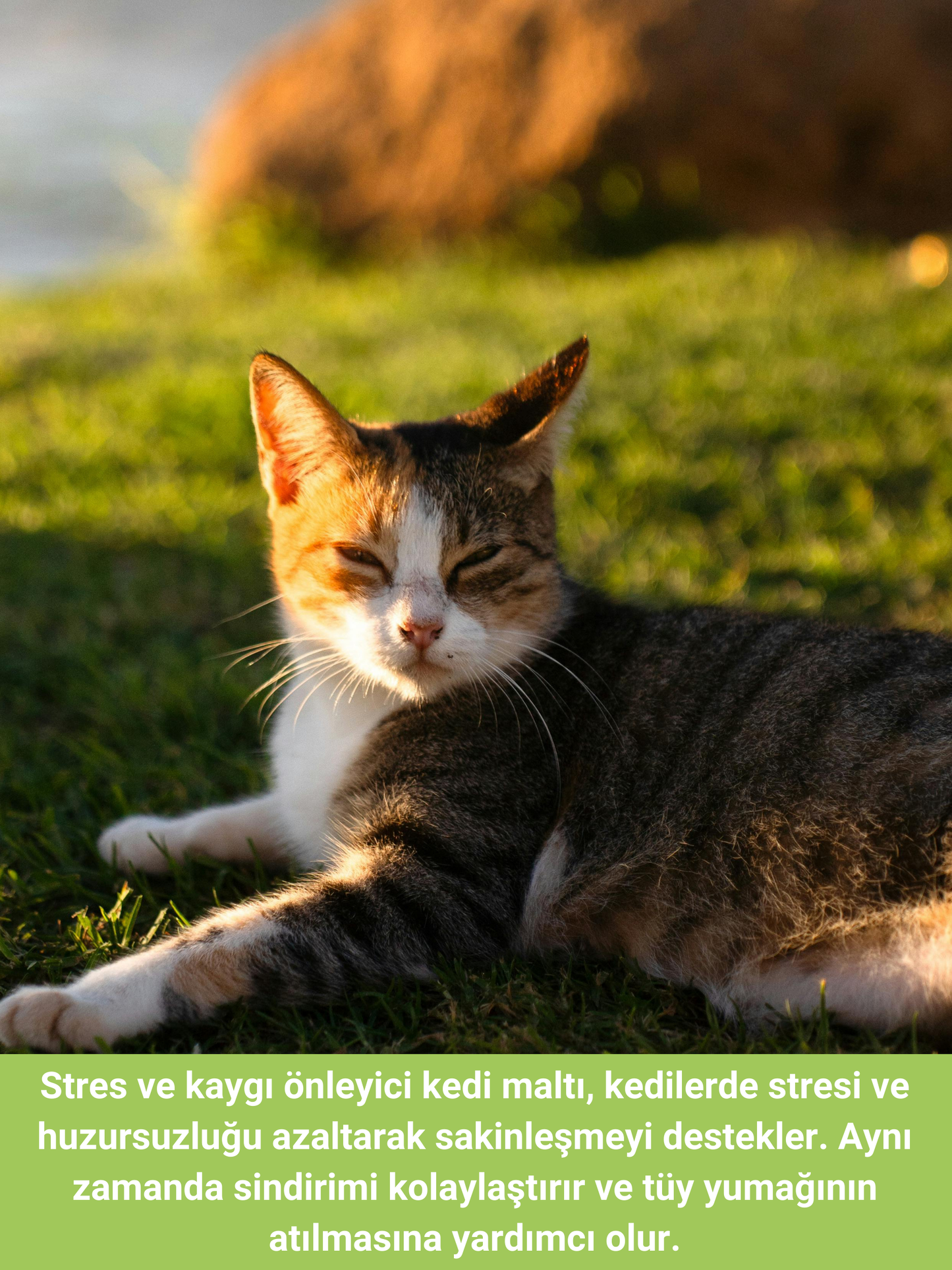 Petiola Stres ve Kaygı Giderici, Tüy Yumağı Ve Kusma Önleyici Multivitamin Kedi Malt Macun 100 gr
